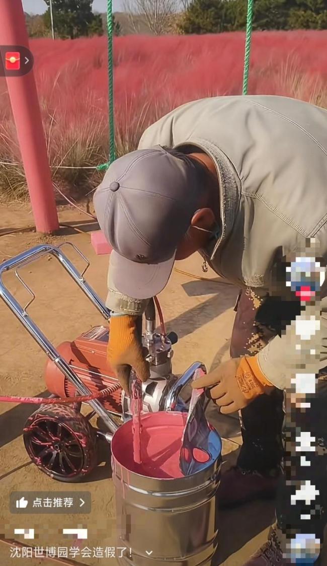 园方文书给粉黛乱子草喷漆上色 为晋升旅客体验