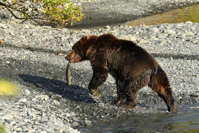 日本熊袭击数据 致死人数创历史新高