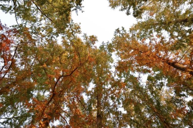 玉渊潭公园推四大打卡点 秋色斑斓画卷