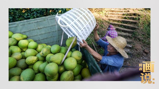 时政画说丨柚见丰年