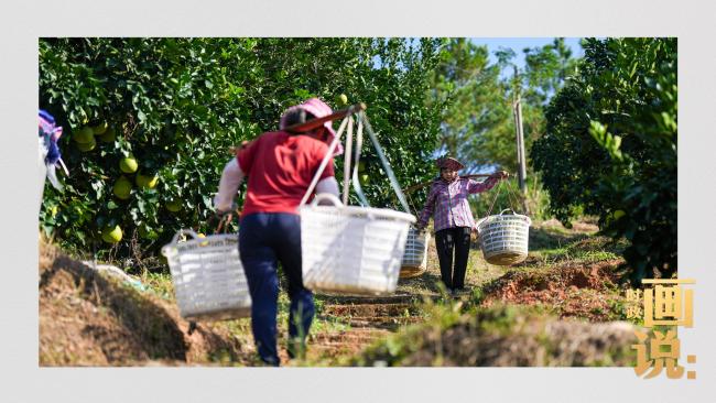 时政画说丨柚见丰年