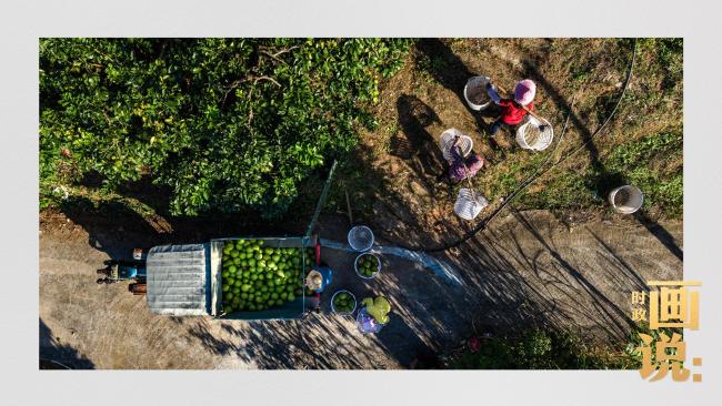 時(shí)政畫說(shuō)丨柚見豐年