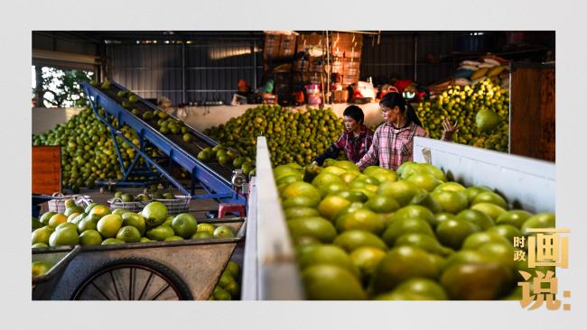 时政画说丨柚见丰年