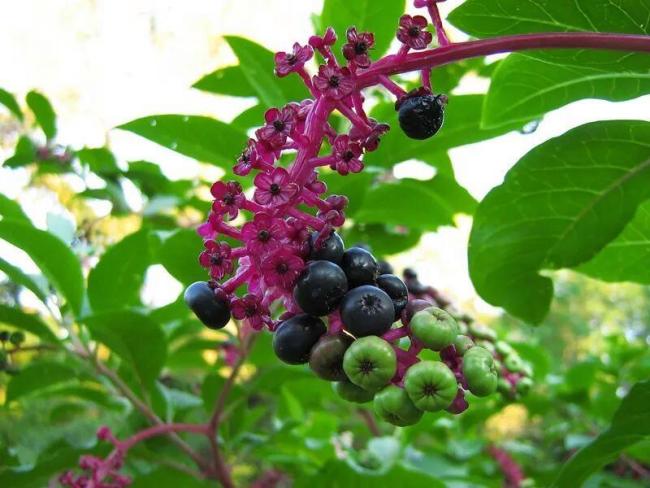 家门口发现“人参” 男子生吃进急诊 误食有毒植物险丧命