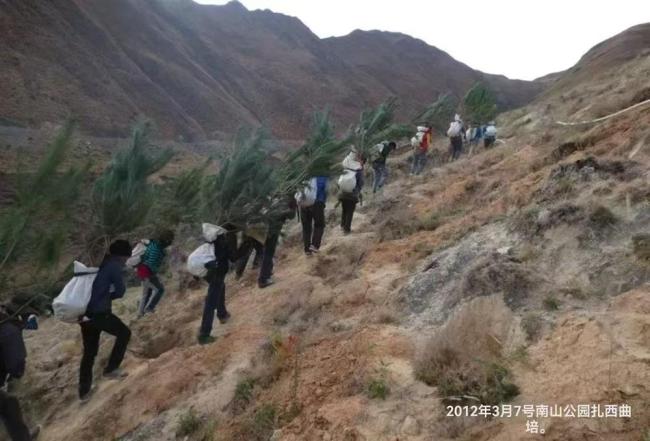 在生态脆弱的高原栽植苗木1.2亿株，西藏做对了什么? 绿化奇迹背后的秘密