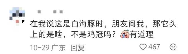 火過LABUBU的大灣雞為啥成為頂流 吉祥物IP魅力無限