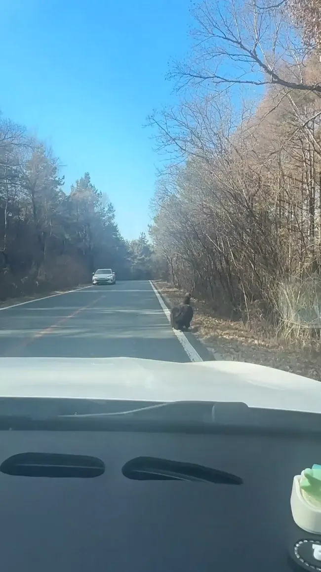 女子自驾偶遇“座山雕” 救助后放飞的秃鹫现身