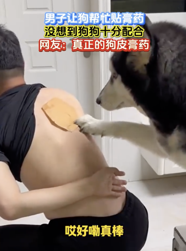 主人贴膏药够不着后背 让狗子来帮忙