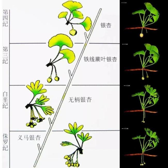 满大街都是银杏树，为什么还是濒危物种？ 野生种群面临威胁