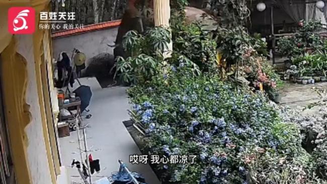 野生象推门入院找食物零破坏撤离 温和访客未损一物