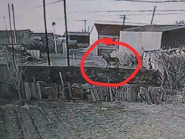 辽宁一农户17只羊一夜之间被不明生物咬死 疑似狼出没引发关注