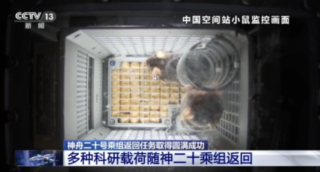4 太空鼠完成任务返回地球，太空实验圆满结束