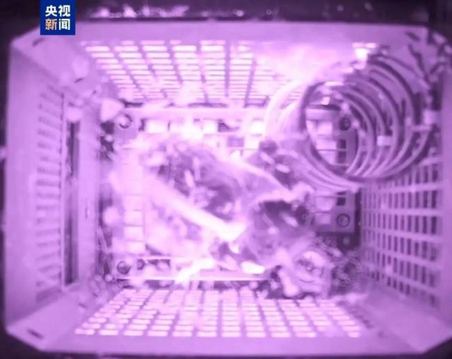 航天鼠回地球吃超大果凍 太空之旅科研價(jià)值翻倍