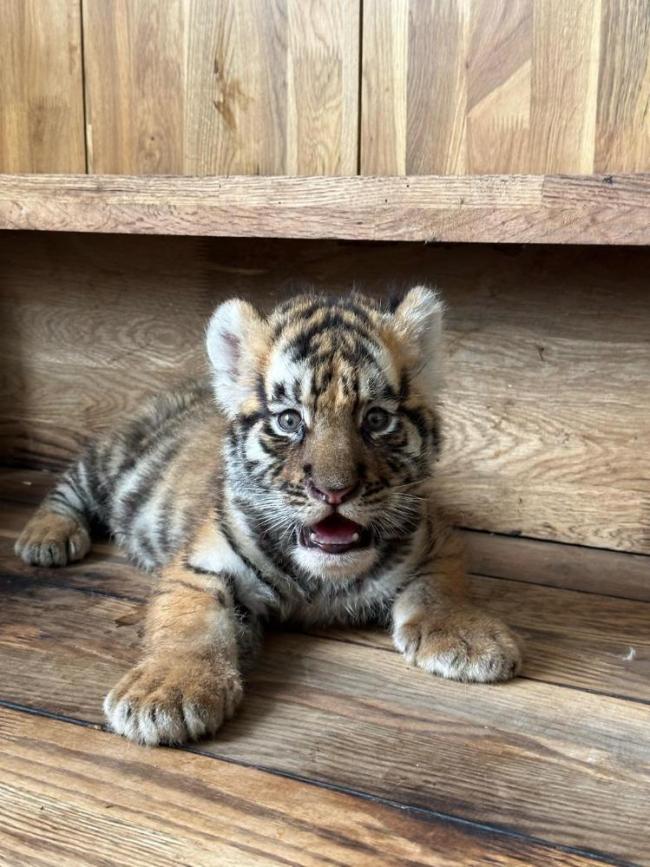 女子認(rèn)養(yǎng)東北虎2年卻被隱瞞死訊 園區(qū)管理責(zé)任被追責(zé)