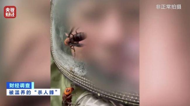 “杀人蜂”遭滥养 有人赚得盆满钵满 总台曝光