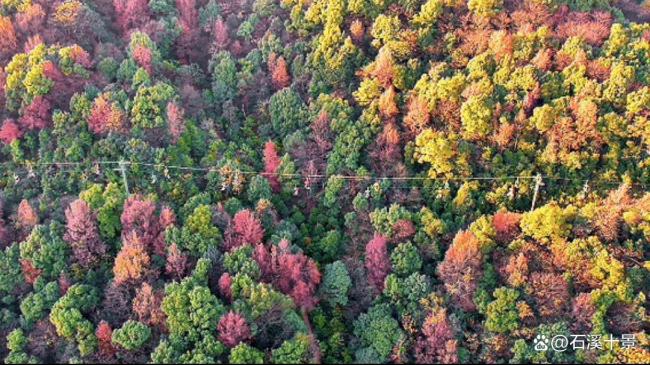岳麓山景区红枫银杏进入最佳观赏期 秋日画卷待你来赏
