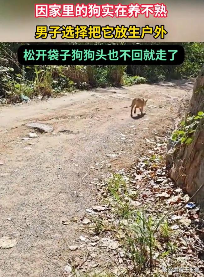 男子因狗养不熟将其放生户外 不负责任的行为引发争议