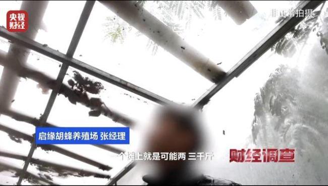 “杀人蜂”遭滥养 有人赚得盆满钵满 总台曝光