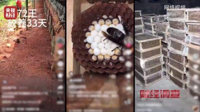 “杀人蜂”遭滥养 有人赚得盆满钵满 总台曝光