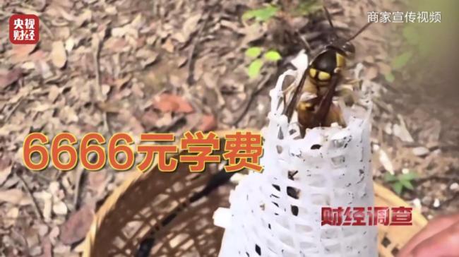 央视曝光被滥养的杀人蜂 揭秘泡酒治病骗局