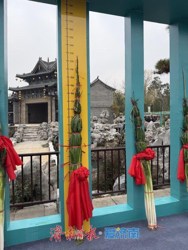 2025章丘葱王诞生 苗发勇五度夺魁