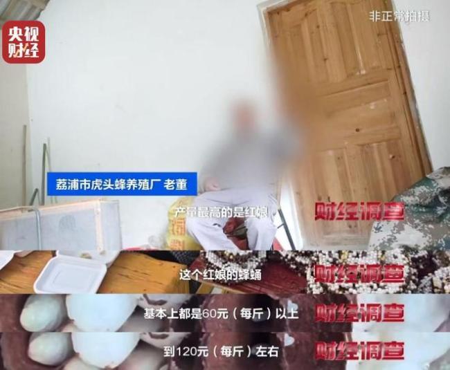 “杀人蜂”遭滥养 有人赚得盆满钵满 总台曝光