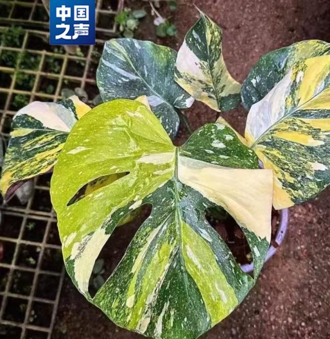 这种热植一片叶子卖上万元 “锦化”现象推高价格