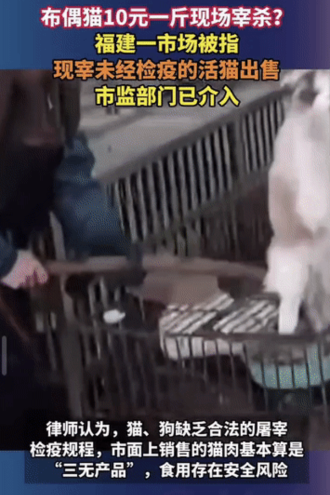 市场管理人员回应商户现宰活猫出售 当地习俗引发争议
