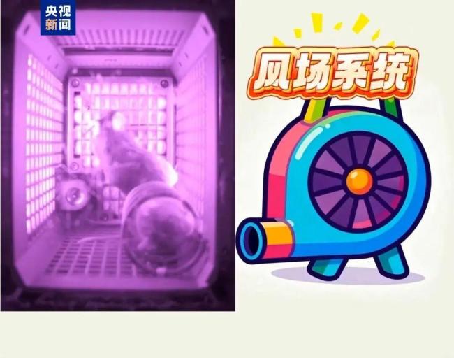 4只航天鼠已完成“超长加班”回到地球，吃上超大果冻，视频画面公布 太空生活揭秘