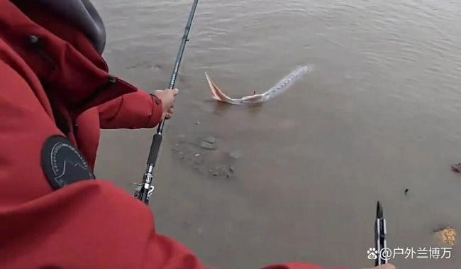 男子江边误钓疑似中华鲟立马放生 国宝级鱼类惊现水域