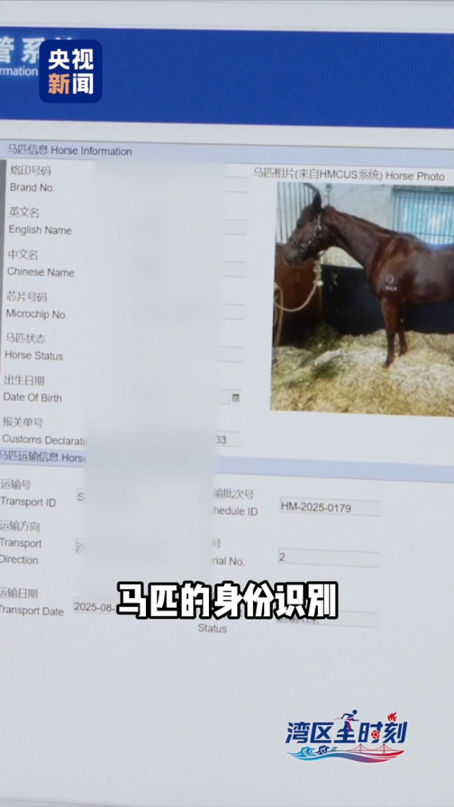 在大湾区马为啥越跑越快 跨境赛事促融合