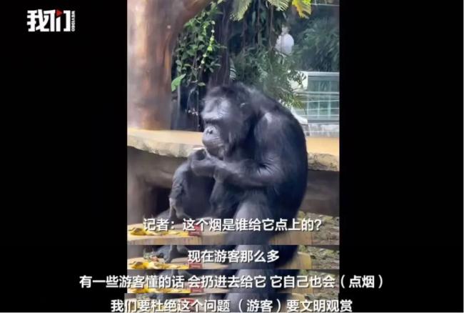 南宁动物园：网红黑猩猩正在戒烟 纠正不良习惯