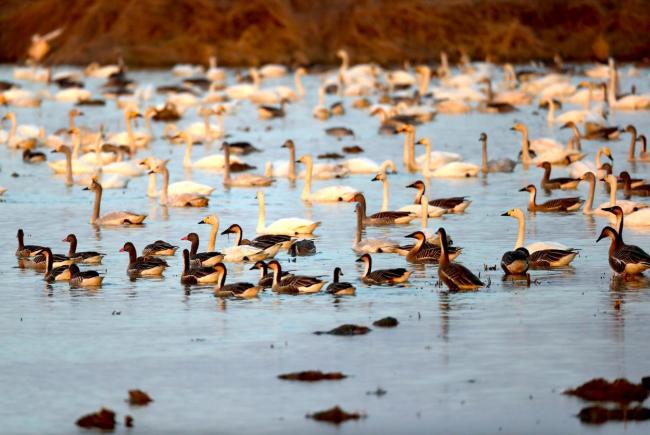 “聪明鸟”一路绕过不利天气！官厅水库迎候鸟迁徙小高峰 天鹅灰鹤齐现身