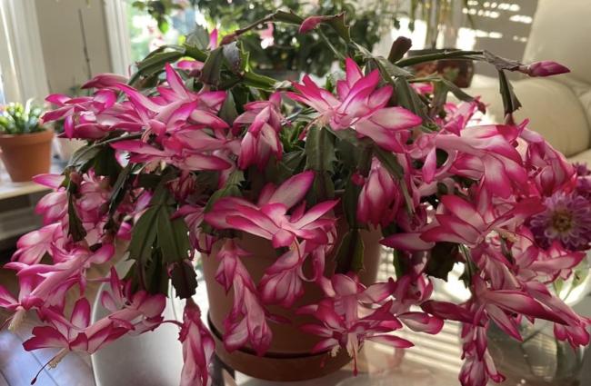 阿姨养2年的蟹爪兰，供暖后“爆出上千花苞”，天呐，太棒了 花开富贵喜气洋洋