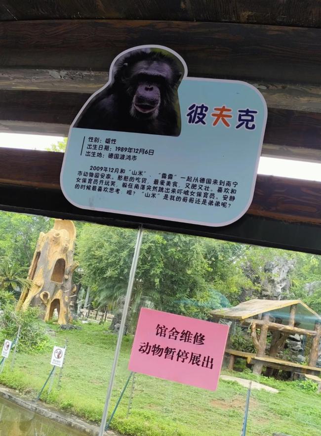 动物园回应游客拍到大猩猩抽烟 园方加强管理纠正习惯