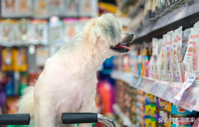 创立9个月即关闭所有门店，侯毅的宠物生意为何行不通? 从雄心勃勃到全线撤退