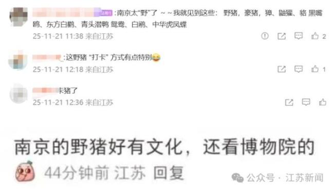 野猪卡南博门口护栏被夸有文化 二师兄也来打卡！