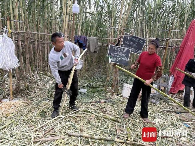 真人版偷甘蔗的巡逻小狗都累趴了 创意玩法引发热议