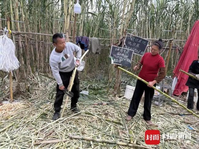 自助“偷甘蔗”老板回应收入场费