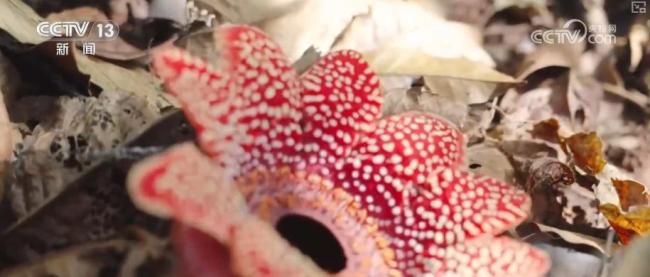 珍稀植物“寄生花”連續(xù)3年如期綻放 生態(tài)系統(tǒng)健康指示