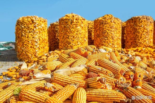越冲高越看空?玉米越来越让人看不懂了 市场情绪反转之谜