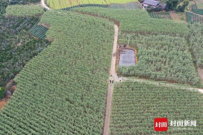 现实版“偷甘蔗”为什么这么火 创意玩法吸引众多人参与