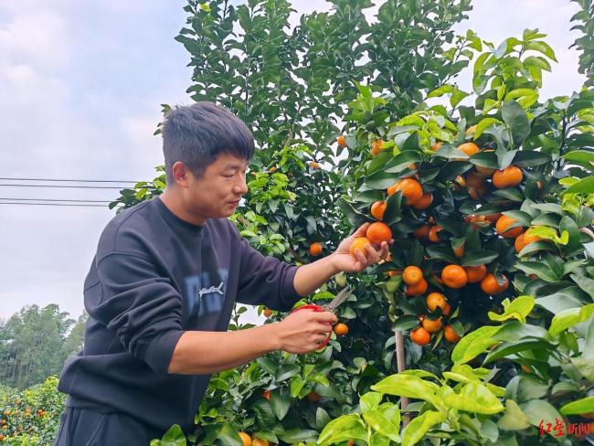 為啥砂糖橘個頭越來越大價格卻下降 品種改良與市場競爭共促變化