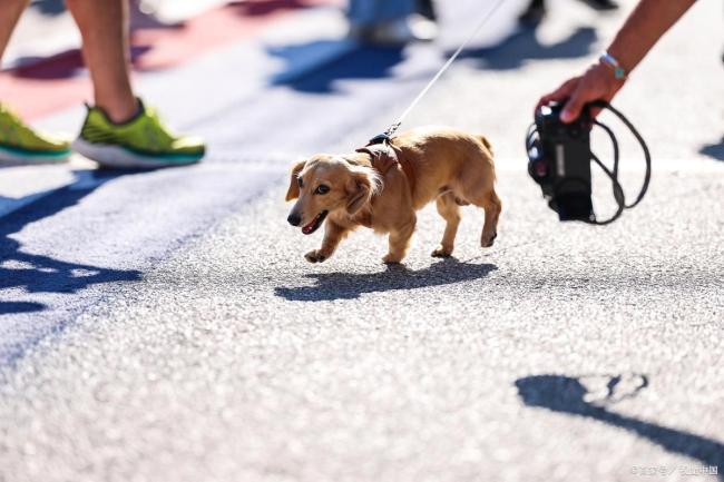 遛狗新規(guī)來了養(yǎng)犬人注意 文明養(yǎng)犬新階段