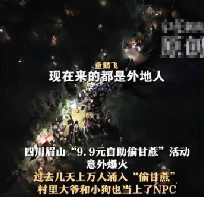 航拍萬人涌入偷甘蔗地里長滿人 9.9元引爆趣味活動