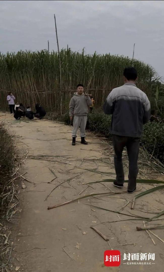 真人版“偷甘蔗”农场火了 体验童年乐趣