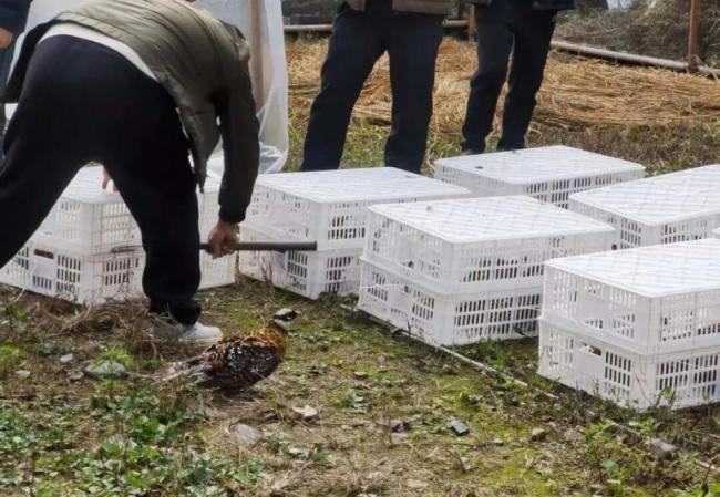 长沙护送白冠长尾雉重返山林 珍稀鸟类开启回家之旅