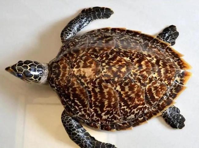 至少20岁才能繁殖！男子帮朋友养了20多年，发现不对赶紧上交 珍稀玳瑁获救