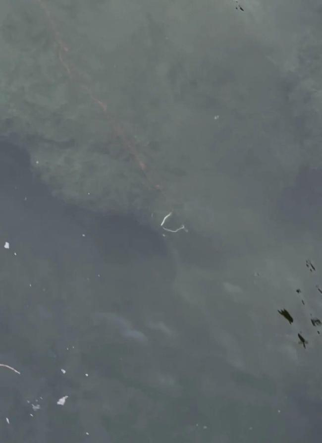 深圳灣公園現(xiàn)違規(guī)“錨魚” 偷釣者與執(zhí)法人員周旋