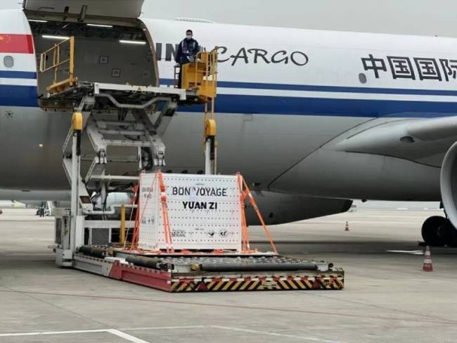 旅法大熊貓歡歡和圓仔平安抵達(dá)成都 歡迎回家！